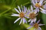 Tatarian aster